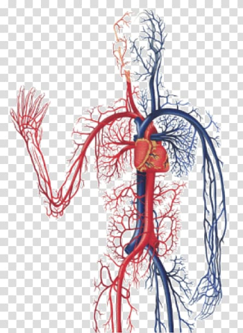 Heart anatomy , The Cardiovascular System Circulatory system Anatomy of the Heart Diagnostic Medical Sonography: The Vascular System Human body, blood transparent background PNG clipart