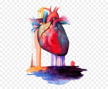 Heart Anatomy Watercolor painting - heart Heart Anatomy Watercolor painting - heart