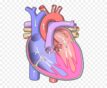 Heart Atrium Circulatory system Blood vessel Ventricle - heart 
