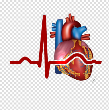 Heart bear , Myocardial infarction Heart Cardiovascular disease Symptom, heart, transparent background PNG clipart