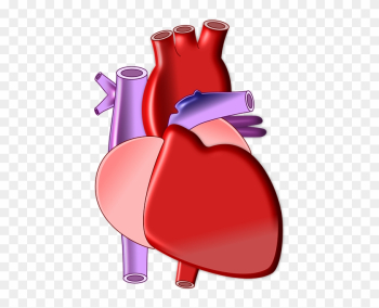 Heart Biology Organ Medical Health Body - Heart Biology Png