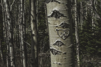 Heart Carved In Birch Tree Heart Carved In Birch Tree