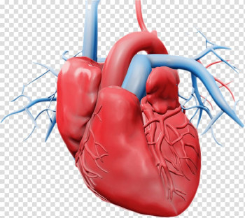 Heart Circulatory system , heart amour transparent background PNG clipart Heart Circulatory system , heart amour transparent background PNG clipart