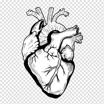 Heart Drawing Organ Designer, heart transparent background PNG clipart Heart Drawing Organ Designer, heart transparent background PNG clipart