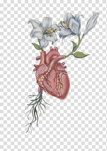Heart Flower Drawing Anatomy, Heart Flower transparent background PNG clipart Heart Flower Drawing Anatomy, Heart Flower transparent background PNG clipart