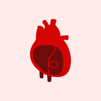 Heart organ isolated vector illustration | Free stock vector - 462237 Heart organ isolated vector illustration | Free stock vector - 462237