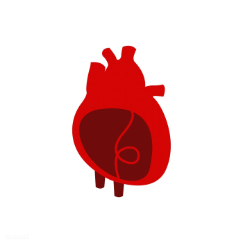 Heart organ isolated vector illustration | Free stock vector - 462274 Heart organ isolated vector illustration | Free stock vector - 462274