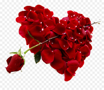 Heart Rose Red Valentines Day Petal - Rose petals and red roses HD Photo 