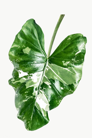 Heart shaped Alocasia leaf transparent png | Free transparent png - 2226670 Heart shaped Alocasia leaf transparent png | Free transparent png - 2226670