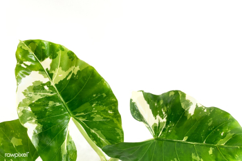 Heart shaped Alocasia leaves on white background | Free photo - 2259693 Heart shaped Alocasia leaves on white background | Free photo - 2259693