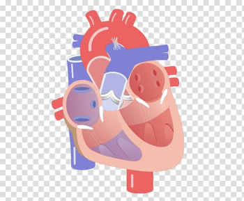 Heart valve Electrical conduction system of the heart Circulatory system Anatomy, heart transparent background PNG clipart