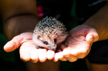 Hedgehog Hedgehog