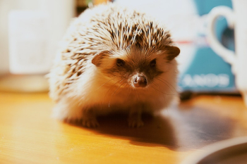 Hedgehog background. Free public domain | Free Photo - rawpixel Hedgehog background. Free public domain | Free Photo - rawpixel
