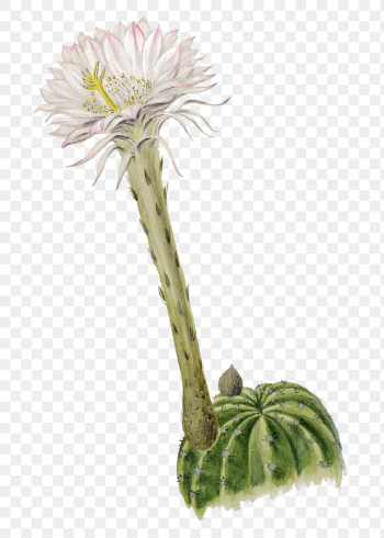 Hedgehog cactus png sticker, vintage | Free PNG Sticker - rawpixel