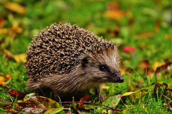 Hedgehog On Grass Hedgehog On Grass