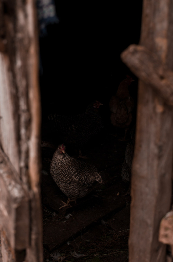 Hen Inside A Cage Hen Inside A Cage