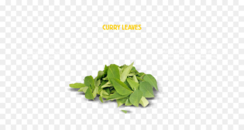Herb New Curry Leaves Curry tree Leaf vegetable - Leaf Herb New Curry Leaves Curry tree Leaf vegetable - Leaf