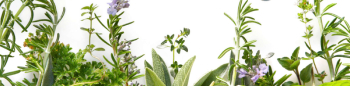 Herb Plants - Velvet Greene Garden Center