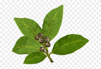 Herbs And Spices Clipart - Bay Leaf Clipart Free Herbs And Spices Clipart - Bay Leaf Clipart Free