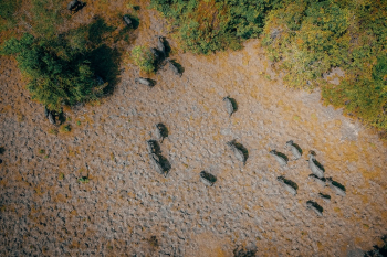 Herd of Animals Herd of Animals