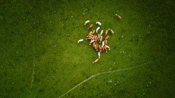 Herd Of Brown And White Cows On Green Grass Field