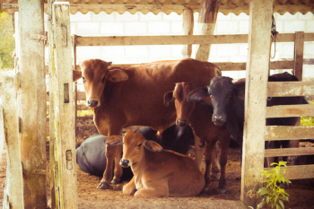 Herd of Brown Calf Herd of Brown Calf
