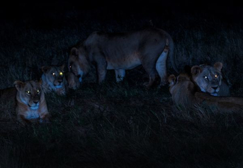 herd of brown lioness herd of brown lioness