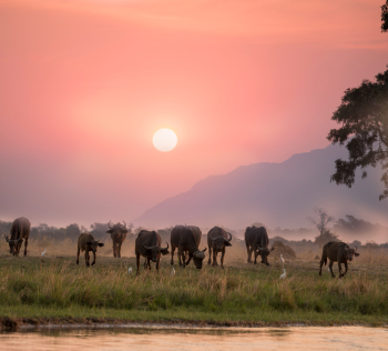 Herd of Buffalo During Dawn Herd of Buffalo During Dawn