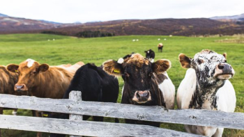herd of cattles standing on green grass field near wooden fence during daytime