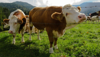 Herd of Cows Grazing on Grass Herd of Cows Grazing on Grass