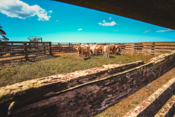 Herd Of Cows In Farm Herd Of Cows In Farm