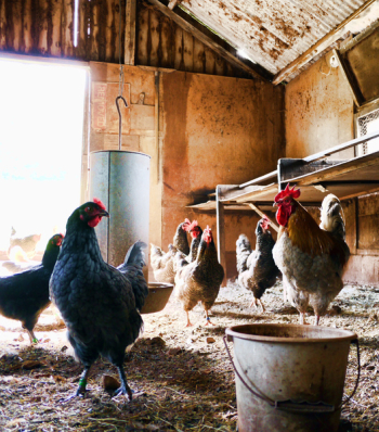 Herd of Hen Herd of Hen