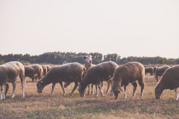 Herd of Sheep Herd of Sheep