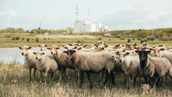 Herd of Sheep on Green Grass Field Herd of Sheep on Green Grass Field