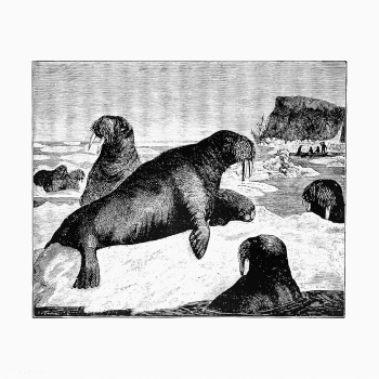 Herd of walrus vintage artwork | Free stock vector - 571649 Herd of walrus vintage artwork | Free stock vector - 571649