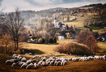 Herd Of White Sheep Herd Of White Sheep