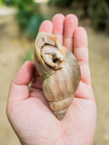 Hermit Crab Hermit Crab