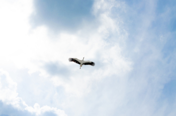 Heron Flying Beneath Sky Heron Flying Beneath Sky