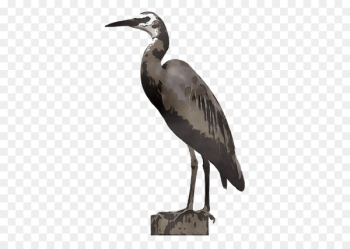 Heron Stork Beak Ibis Wader - Heron Stork Beak Ibis Wader -