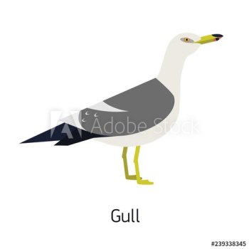 Herring gull or seagull isolated on white background Herring gull or seagull isolated on white background