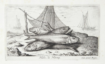 Herring (Halec) | Free Photo - rawpixel Herring (Halec) | Free Photo - rawpixel