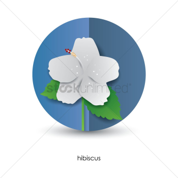 Hibiscus Hibiscus
