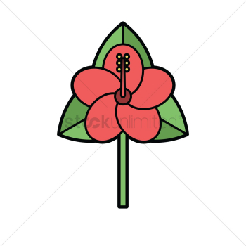 Hibiscus Hibiscus