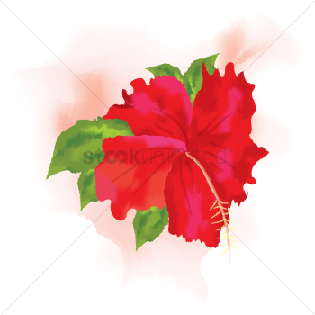 Hibiscus Hibiscus