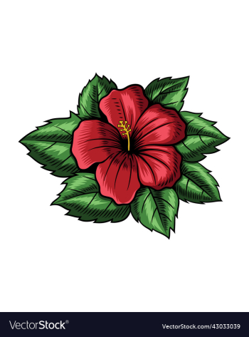 hibiscus