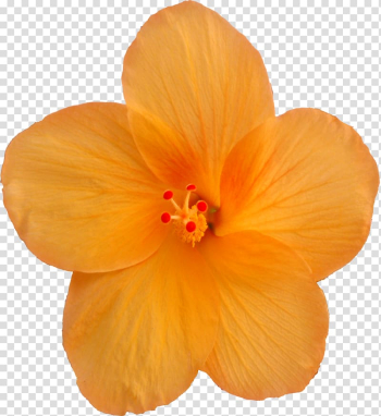 Hibiscus, autumn-flowers transparent background PNG clipart Hibiscus, autumn-flowers transparent background PNG clipart