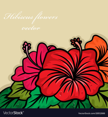 Hibiscus colors flowers vector image Hibiscus colors flowers vector image