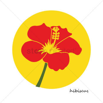 Hibiscus flower Hibiscus flower