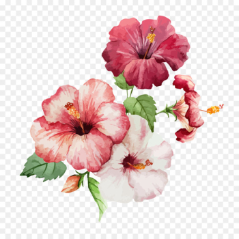 Hibiscus Flower Drawing Watercolor painting - Watercolor flowers 