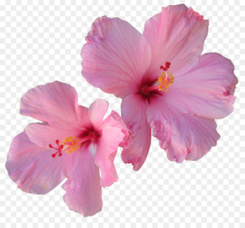 Hibiscus tea Hair Flower - tropical flower Hibiscus tea Hair Flower - tropical flower
